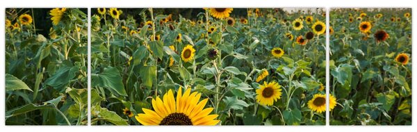 Obraz - Sunflower Field II. (170x50 cm)