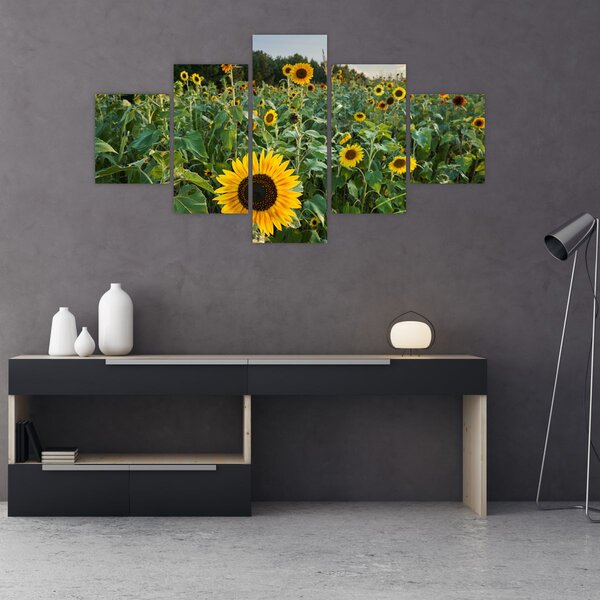 Obraz - Sunflower Field II. (125x70 cm)