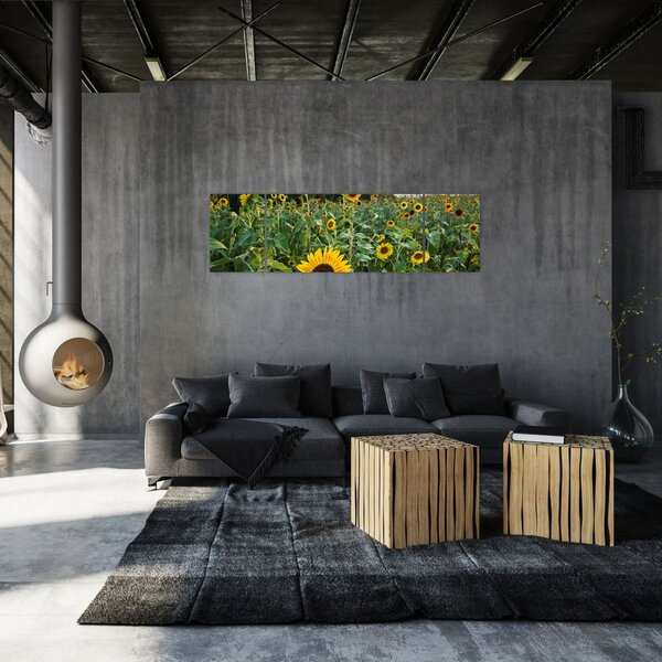 Obraz - Sunflower Field II. (170x50 cm)