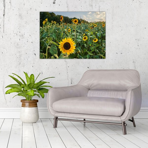 Obraz - Sunflower Field II. (70x50 cm)