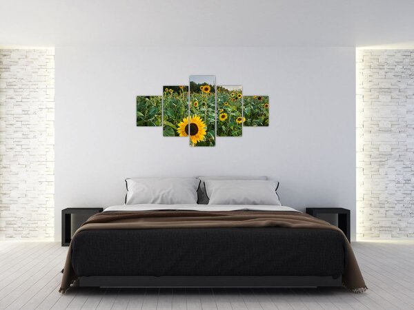 Obraz - Sunflower Field II. (125x70 cm)