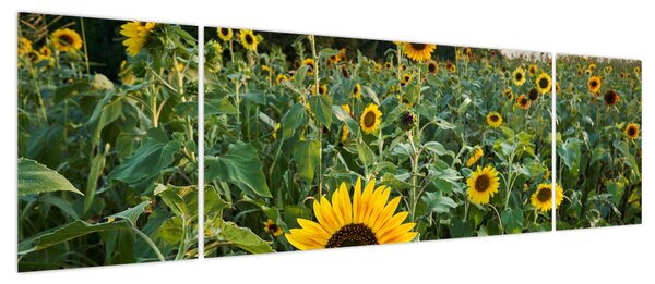 Obraz - Sunflower Field II. (170x50 cm)
