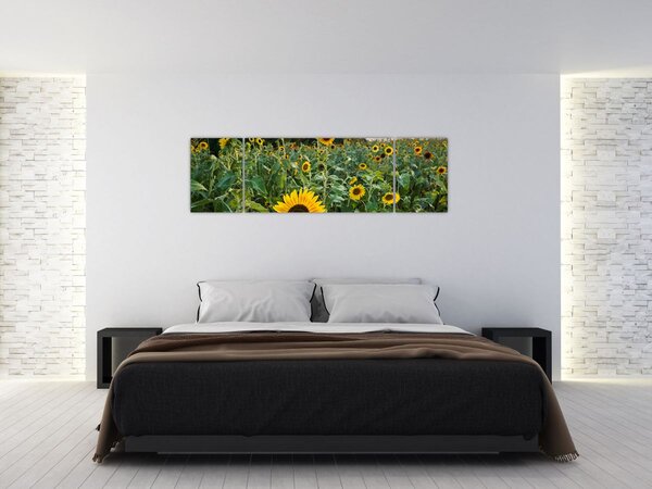 Obraz - Sunflower Field II. (170x50 cm)
