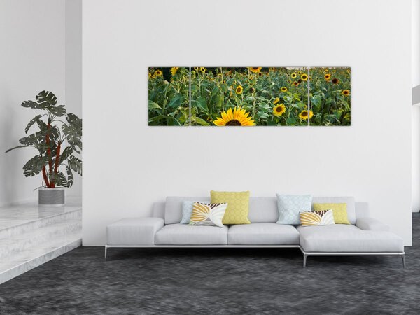 Obraz - Sunflower Field II. (170x50 cm)