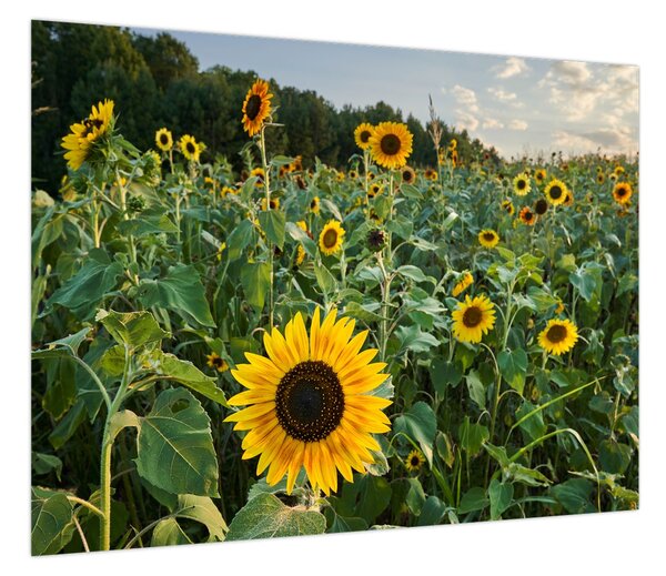 Obraz - Sunflower Field II. (70x50 cm)