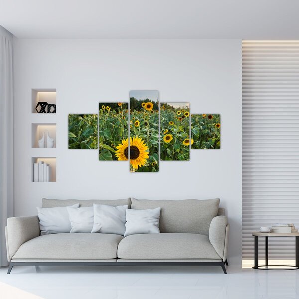 Obraz - Sunflower Field II. (125x70 cm)
