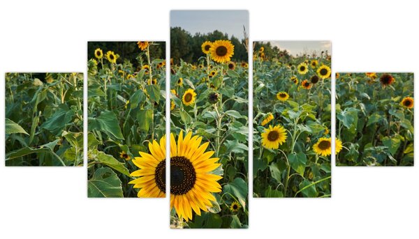 Obraz - Sunflower Field II. (125x70 cm)