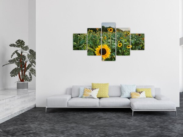 Obraz - Sunflower Field II. (125x70 cm)