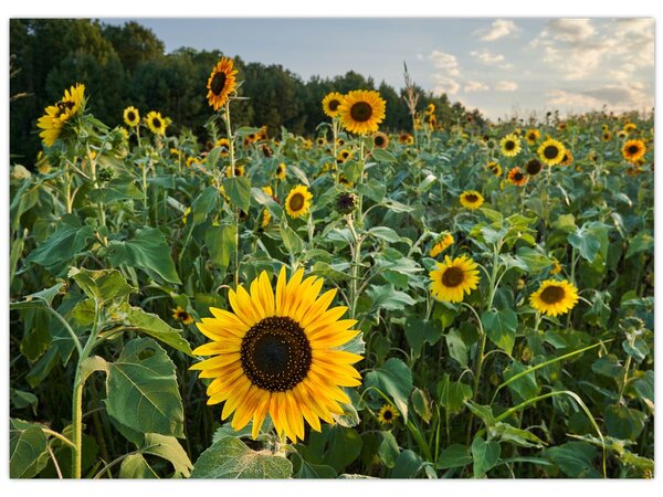 Obraz - Sunflower Field II. (70x50 cm)