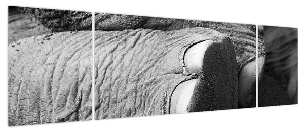 Obraz - Noga słonia (170x50 cm)