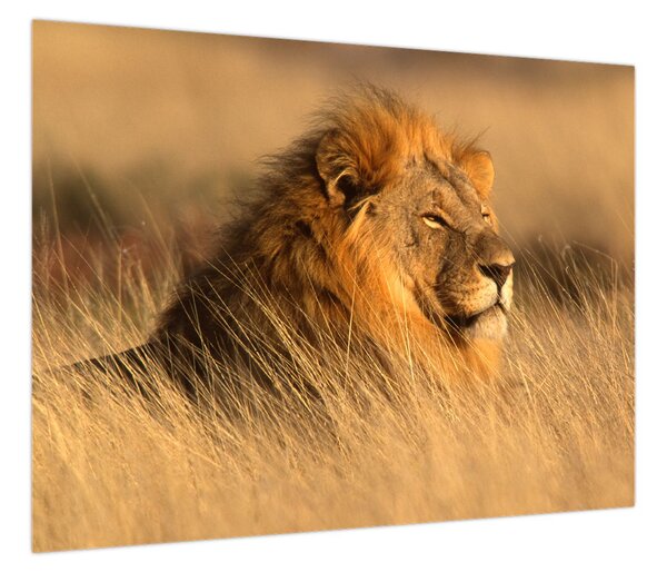 Obraz - Park Narodowy Etosha (70x50 cm)
