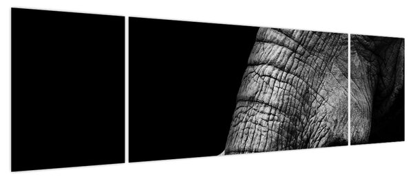 Obraz - Kły słonia (170x50 cm)