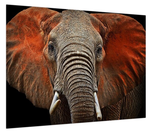 Obraz - Słonie z Tsavo (70x50 cm)
