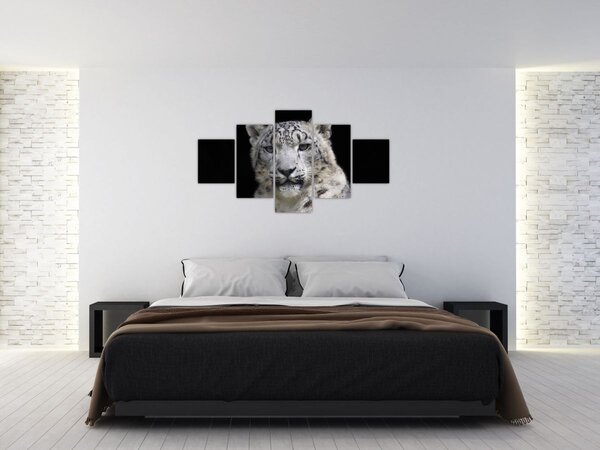 Obraz - Snow Leopard (125x70 cm)