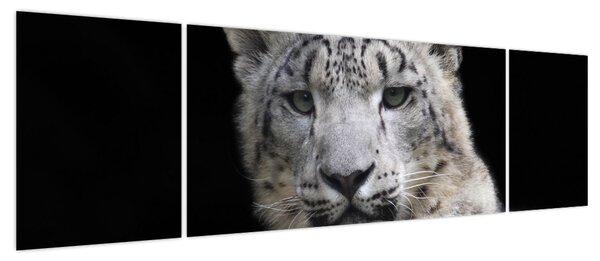 Obraz - Snow Leopard (170x50 cm)