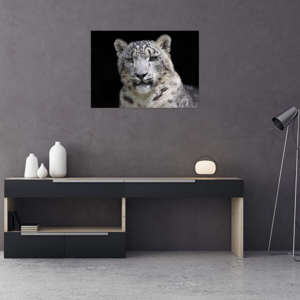 Obraz - Snow Leopard (70x50 cm)