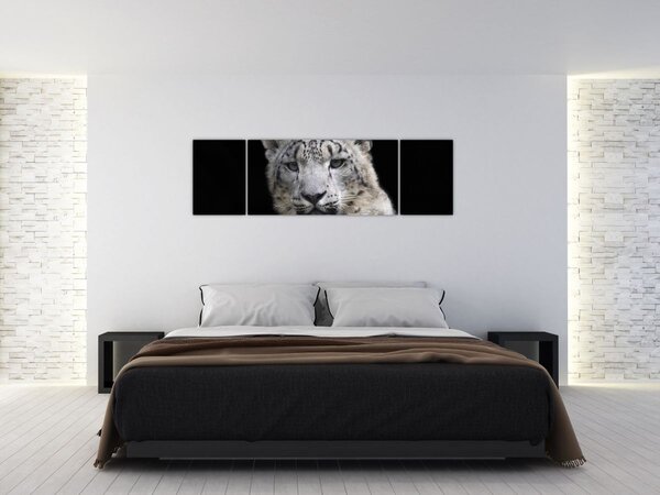 Obraz - Snow Leopard (170x50 cm)
