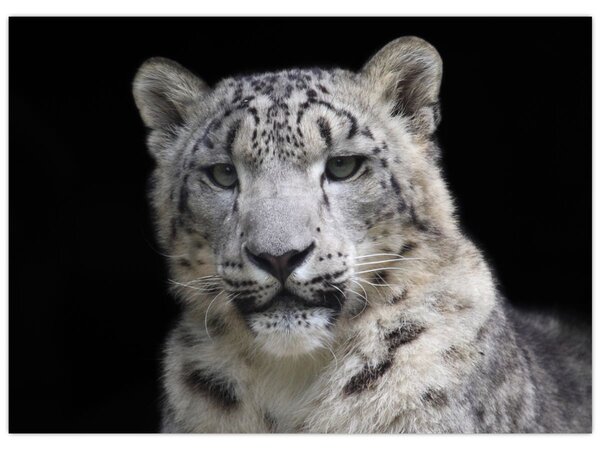 Obraz - Snow Leopard (70x50 cm)