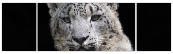 Obraz - Snow Leopard (170x50 cm)