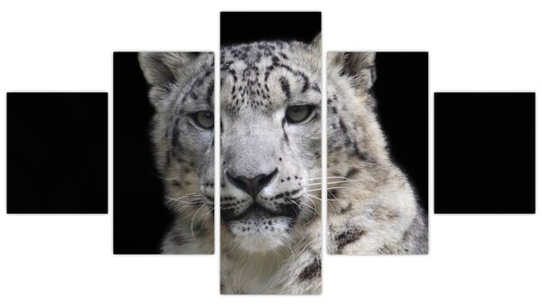 Obraz - Snow Leopard (125x70 cm)