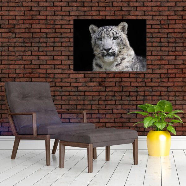 Obraz - Snow Leopard (70x50 cm)