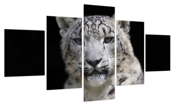 Obraz - Snow Leopard (125x70 cm)