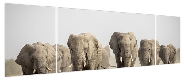 Obraz - Stado słoni (170x50 cm)