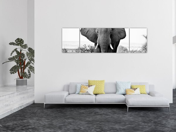Obraz - Słoń afrykański II. (170x50 cm)