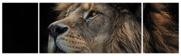 Obraz - Majestatyczny lew (170x50 cm)