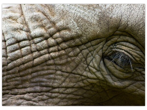 Obraz - Zbliżenie na stare oko słonia (70x50 cm)