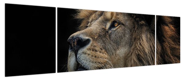Obraz - Majestatyczny lew (170x50 cm)