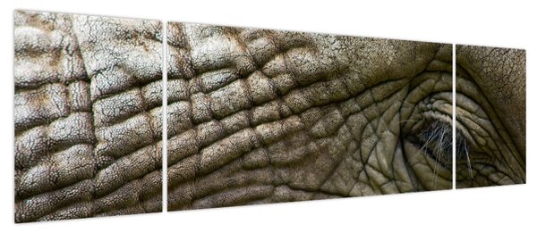 Obraz - Zbliżenie na stare oko słonia (170x50 cm)