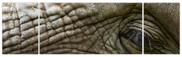 Obraz - Zbliżenie na stare oko słonia (170x50 cm)