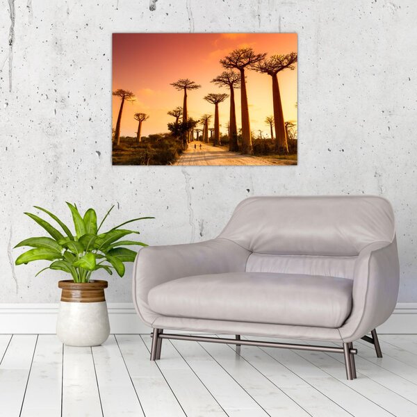 Obraz - Zachód słońca w Baobab Alley (70x50 cm)
