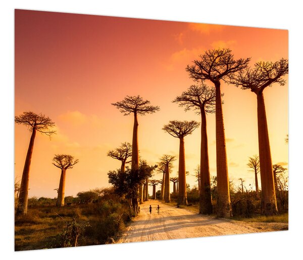 Obraz - Zachód słońca w Baobab Alley (70x50 cm)