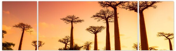 Obraz - Zachód słońca w Baobab Alley (170x50 cm)