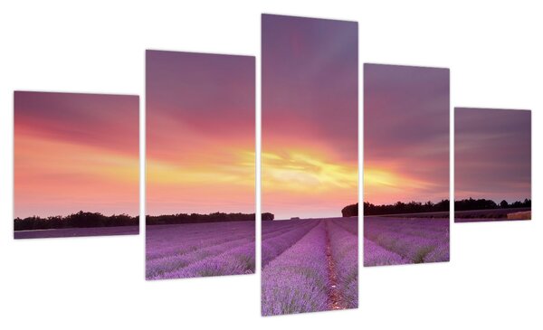 Obraz - Pole lawendy (125x70 cm)