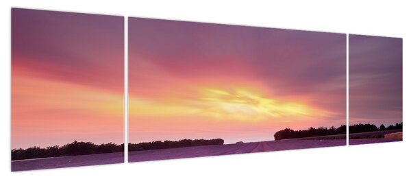 Obraz - Pole lawendy (170x50 cm)