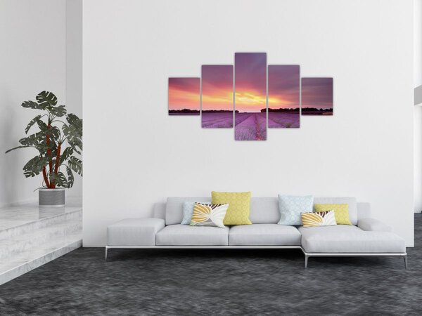 Obraz - Pole lawendy (125x70 cm)
