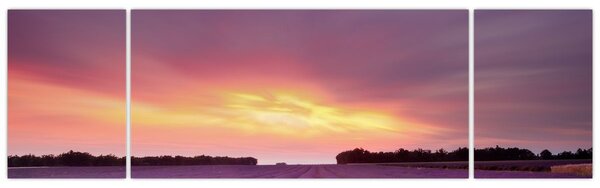 Obraz - Pole lawendy (170x50 cm)