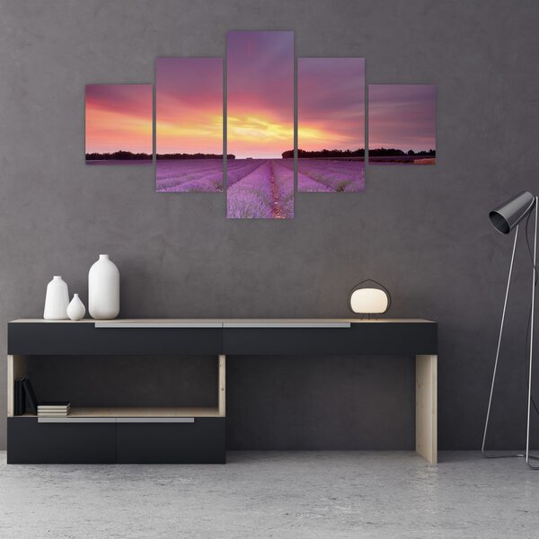 Obraz - Pole lawendy (125x70 cm)