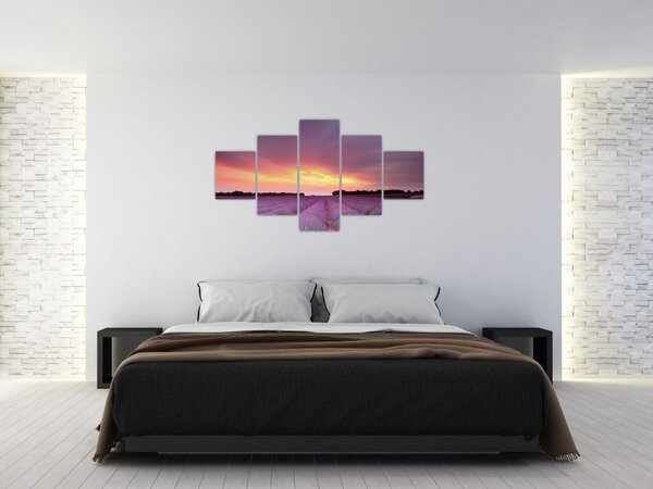 Obraz - Pole lawendy (125x70 cm)