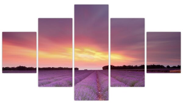 Obraz - Pole lawendy (125x70 cm)