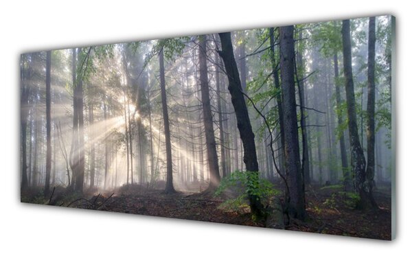 Obraz na Szkle Las Natura Drzewa