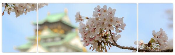 Obraz - Sakura (170x50 cm)