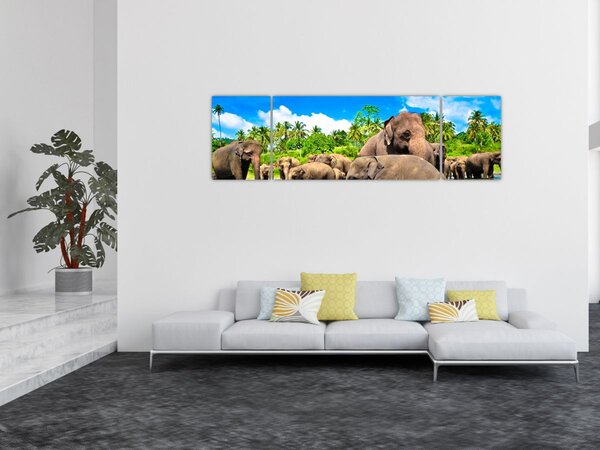 Obraz - Słonie, Sri Lanka (170x50 cm)