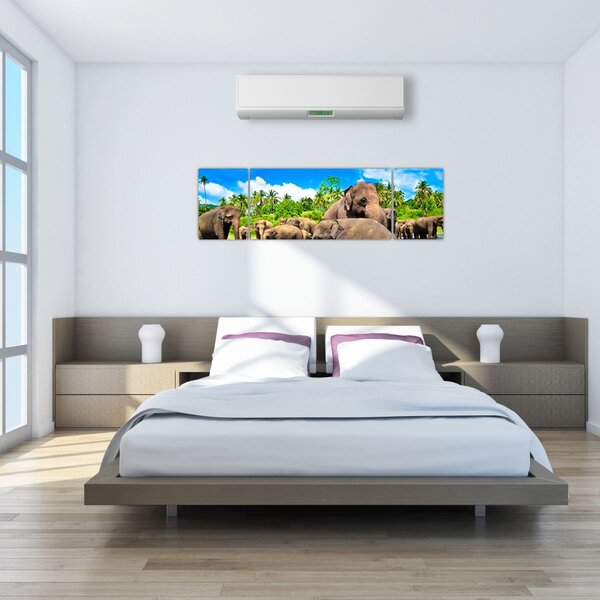 Obraz - Słonie, Sri Lanka (170x50 cm)