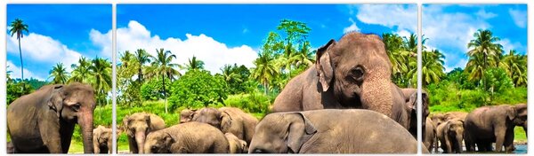 Obraz - Słonie, Sri Lanka (170x50 cm)