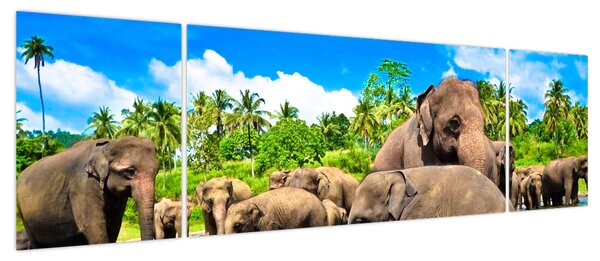 Obraz - Słonie, Sri Lanka (170x50 cm)