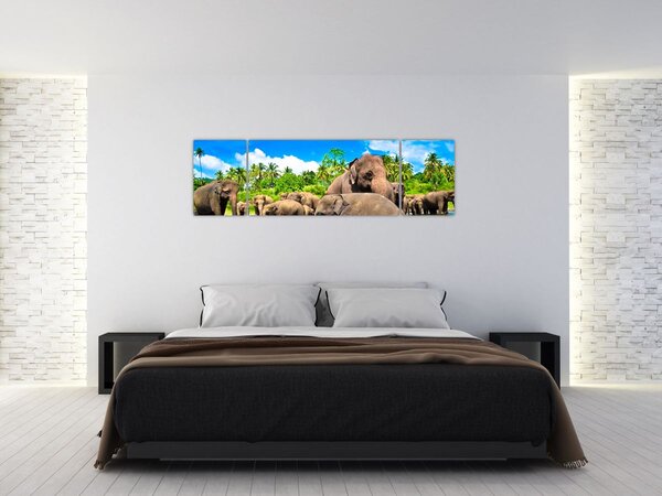 Obraz - Słonie, Sri Lanka (170x50 cm)
